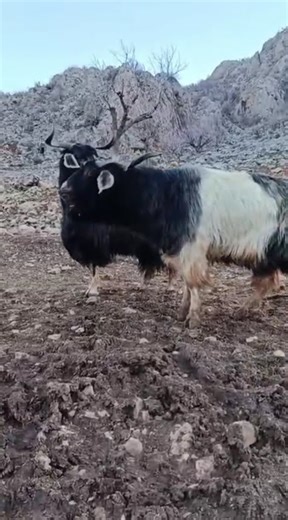 تربية طيور المواشي الاغنام والماعز nwe