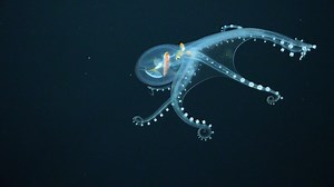 22K views · 460 reactions | Our recent footage of this #GlassOctopus...
