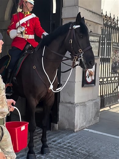 Soldier Provides Care to the King's Horse