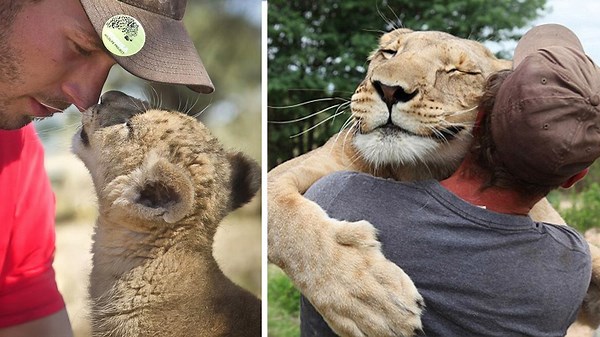 101 heartwarming animal reunions with owners after years apart