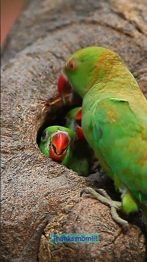 🦜 Red-Breasted Parakeet – The Colorful & Chatty Parrot! 🌿#wildlife#wild#animals#lovers Subscribe!