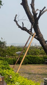 Air Busan Airbus A321 - MSN 3862 HL8365 13 Oct 2024 Kaohsiung (KHH) Busan (PUS) BX796 Serial number 3862 Type 321-231 First flight date 02/04/2009 Test registration D-AVZJ Plane age 15.5 years Seat configuration Y220 Seat Hex code 71C365 Engines 2 x IAE V2533-A5 | Airplane Airline Airport