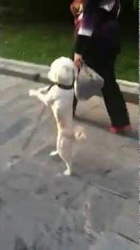 Dog walking on two legs 会两条腿走路的狗狗
