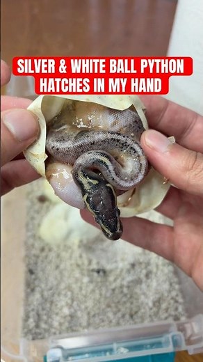 Silver & White Ball Python Hatches In My Hand😍