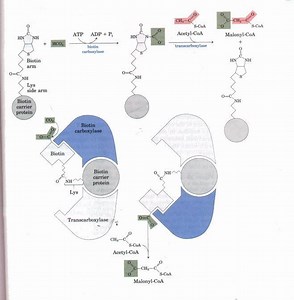Acetyl CoA carboxylase - Alchetron, The Free Social Encyclopedia