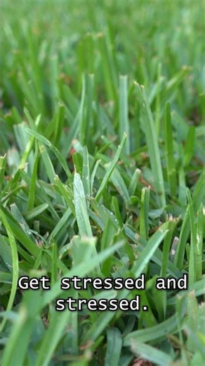 St. Augustine Grass Tip - Archer Services #backyard #home #landscaping