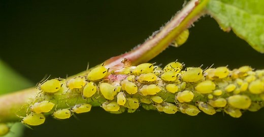 What Do Aphids Eat? Their Diet Explained.