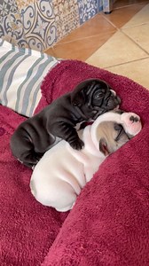 450K views · 54K reactions | Birth to 3 weeks. I´m in love with them. | jmarcoz | Facebook