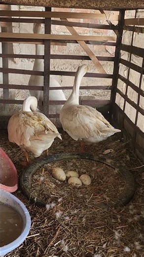 baby goose are on the way #village #villagelife #goviral #nature #video
