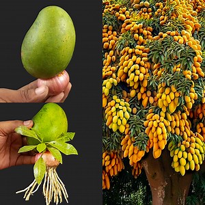 56K views · 1.1K reactions | Unique​ Skill How to Growing Mango​ Tree in a mango with Using Onions With Quick and Easy Techniques | Rana Craft | Facebook