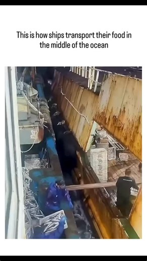 viral hub on Instagram: "video captures at-sea transshipment, a routine practice where industrial fishing vessels transfer fresh catches in plastic crates to larger processing ships via poles and lines, enabling fleets to stay operational for months without docking. Contrary to the post's caption implying crew food transport, the contents are clearly fish hauls—evident from visible silvery fish in baskets—aligning with commercial fishing rather than provisioning, as confirmed by similar footage 