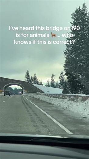 Animal Crossings on the I-90 Bridge: What to Know
