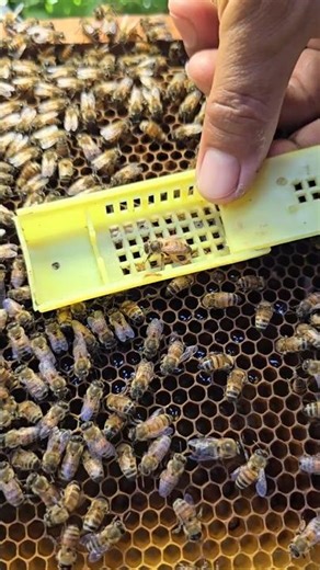 OH!! Let new queen bee back to beehive #farm #honey #insects #beekeeping #cutebee