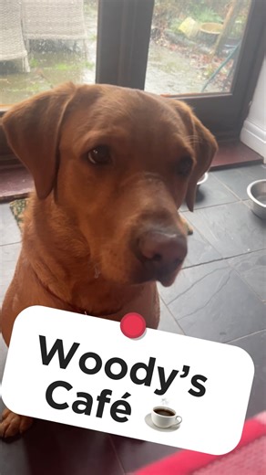 My Dogs café, open all hours ☕️#DogReactions #DogLove#DogsOfYouTube#DoggieLife #PetShorts