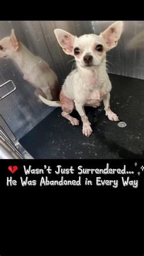 130K views · 10K reactions | Chihuahua, extremely underweight and in...