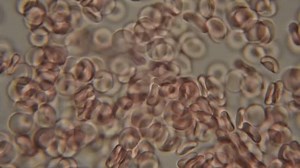 Red blood cells flowing through vein medical human healthcare. 4K Microscope motion.