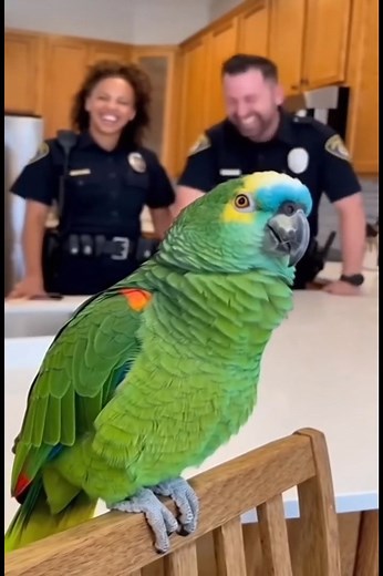 5.5K views · 124 reactions | The Siren Parrot 列 | Mr.Scarlet Macaw | Facebook