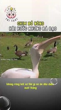 Chim Bồ Nông Hài Hước Nhưng Bá Đạo