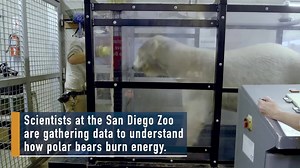 10K views · 57 reactions | A polar bear at the San Diego Zoo named...