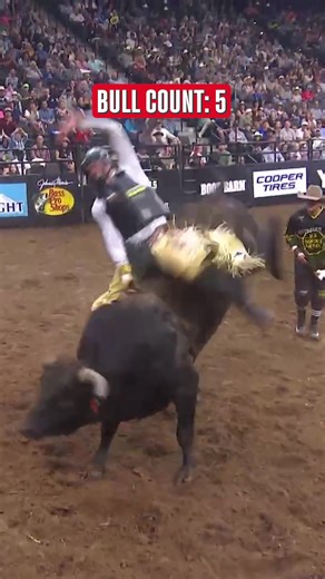 5 Bulls Caught in One Night