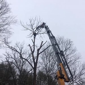 Another dead tree taken down from the safety of the ground with a remote-controlled grapple saw. 📸: @remotecontroltree on IG 🏋️‍♂️: Effer Spa | Altec Inc.