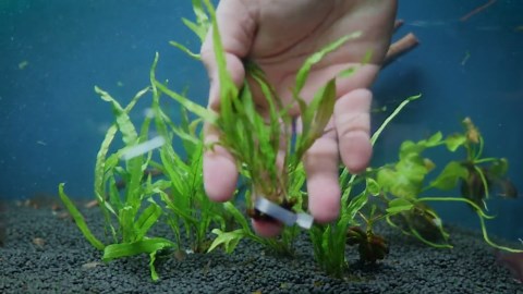 Trident Java Fern (microsorum Pteropus ‘trident’) X 3 - Etsy