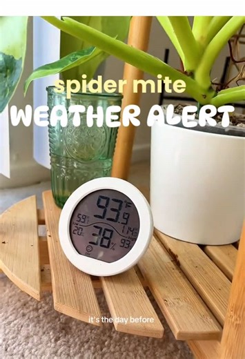My home is basically a desert right now 🌡️ Time to panic-buy humidifiers before the spider mites RSVP “yes.” It’s the day before Thanksgiving and every room in my home is 90°F with around 40% humidity… which is basically a “welcome home” sign for spider mites. My houseplants (and my sanity) cannot survive another pest outbreak, so yes — I’m about to smash that Black Friday humidifier “buy now” button. High heat   low humidity = stressed plants, crispy leaves, stalled growth, and an open invitat
