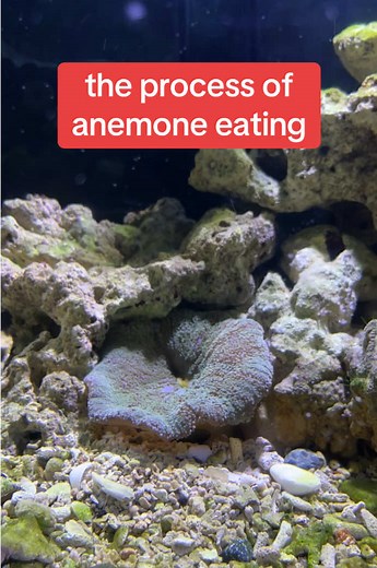 Anemone Eating Fish: Fascinating Behavior Explained