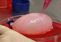 Laboratory Kidneys: Bioengineering Success Offers New Hope for Patients with Kidney Disease | Science Buddies Blog