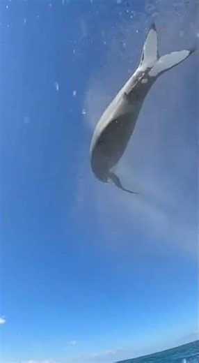 POV: Shark Rockets Toward You, Flips in Mid-Air