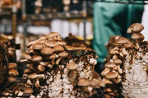 Know About a Mushroom Incubator for Your Mushroom Growing