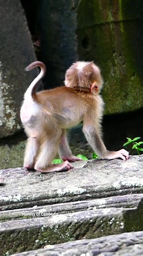 30K views · 516 reactions | Orphaned Baby Monkey Lynx Desperately Calls Out, Roaming the Forest in Panic, Hoping to Find Mom but Only Finding Silence and Fear #babyanimals #reelsfb #leo #wildlife #animals #rainbow #Luna #monkey #cuteanimals #lynx #fblifestyle | Monkey Of Cambodia | Facebook