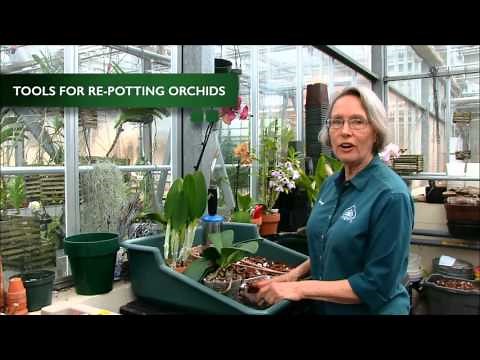 How to Re-Pot an Orchid