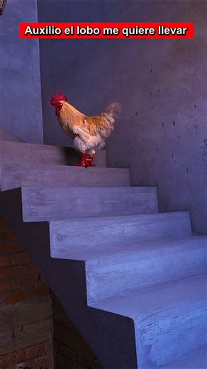 The Wolf wants to eat the rooster 🐔 #roosters #LinoTheRoosterInBoots