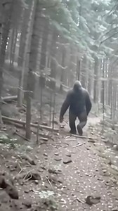 😱 If THIS is in Washington, I’m never hiking again! Terrifying Creature Photographed in the Woods of Washington State #bigfoot #sasquatch #washington | Most Amazing Top 10