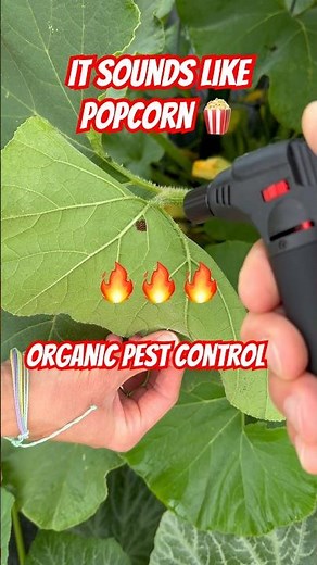 Organic Pest Control - Managing Squash Bugs #homesteading #pestcontrol