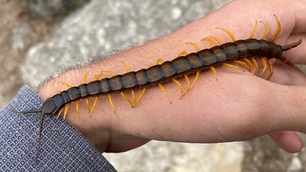 Scolopendra: The Relentless Predator with Lightning Reflexes and Powerful Venom!