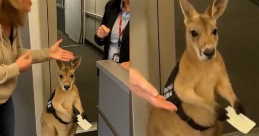 ¿Un canguro con boleto de avión? La verdad detrás del video viral que enterneció a las redes sociales