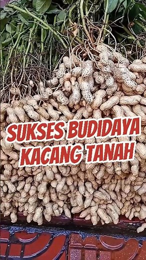 Tips Budidaya Kacang Tanah