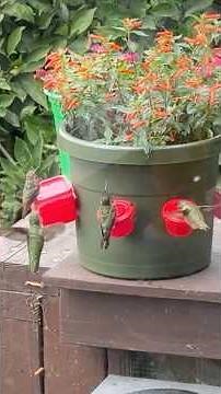 Flower Pot Hummingbird Feeder to Attract Hummingbirds with DIY Nectar and Flowers