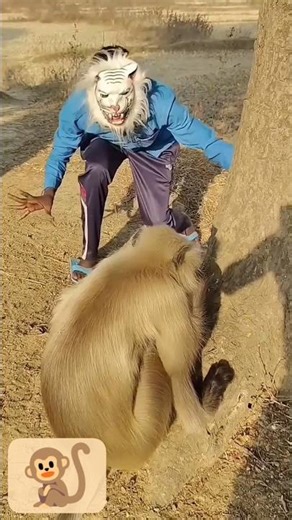 Ultimate Monkey Shorts Compilation: Cuteness Overload! #shorts #yosho