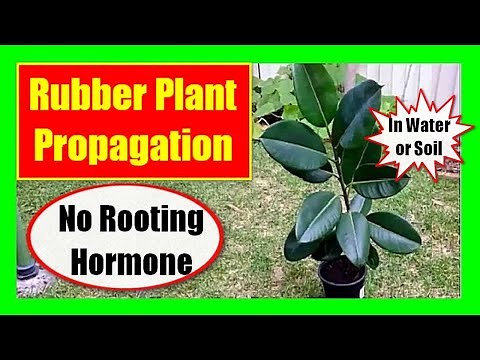 How to Propagate Rubber Plant Cuttings in Water & Soil (No Rooting Hormone Needed!)