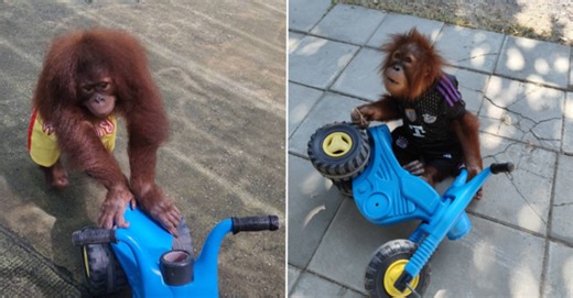 This Baby Orangutan Loves Riding A Tricycle Around Because She Doesn’t Want To Walk