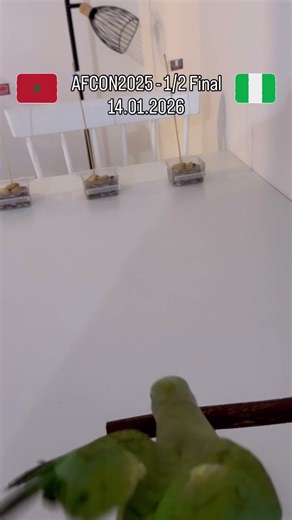 Vidéos de kioui.bird (@kioui.bird) avec son original - kioui.bird