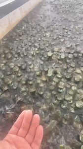 Commercial potential of frog farming in Bangladesh. profitable Frog Farm. বাংলাদেশে ব্যাঙ চাষে বানিজ্যিক সম্ভাবনা। লাভজনক ব্যাঙের খামার। #frogs #farming #Bangladesh | Sheikh Jalal