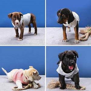 1.5M views · 11K reactions | Here are 4 ways to recycle old clothes into cute sweaters for your pup! | Tasty Home | Facebook