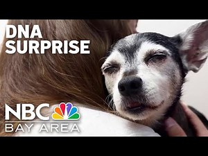 Family adopts dog, discovers unbelievable DNA connection