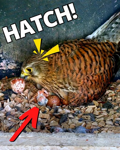 14K views · 230 reactions | The tiny chick hatches right beneath her 凉 | Nest Box Live | Facebook