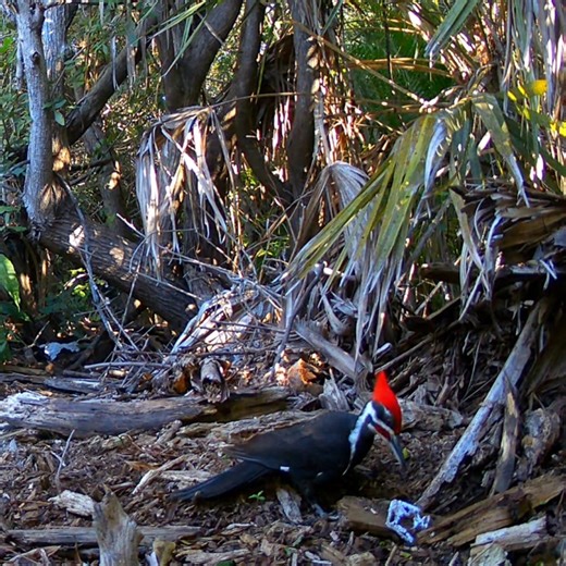 Pileated Woodpecker #birds #birdwatching