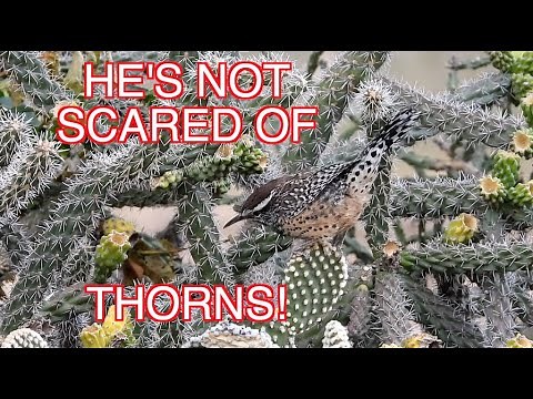 The Cactus Wren: NARRATED